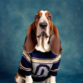 90s yearbook photo of basset hound in a vintage sweater, full body, studio background.