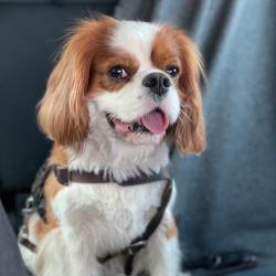 Cavalier King Charles Spaniel in black harness showing characteristic Blenheim coloring