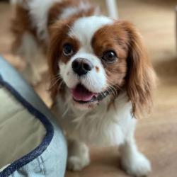 Close-up of Endie the Cavalier Spaniel with brown and white markings and gentle expression