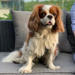 Full body portrait of Cavalier King Charles Spaniel sitting on gray cushion