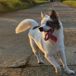 Energetic Spitz dog running on a dirt path with tongue out and happy expression