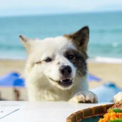 White Spitz dog lying on beach with cheerful smile and ocean in background