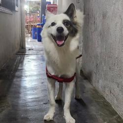 Portrait of smiling Spitz dog in hallway wearing red collar