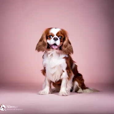 Cavalier King Charles Spaniel posing against a pink background.